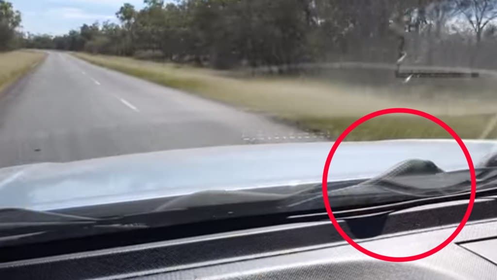 بالفيديو: أفعى تثير ذعر عائلة أسترالية بعد ظهورها خلال رحلة على سيارتهم