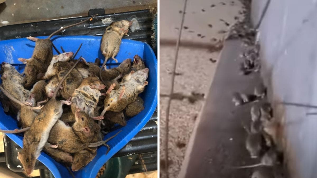 خبراء: كل فأرة قادرة على ولادة 120 فأر سنوياً..وهذا كافياً ليكون كارثة في أستراليا