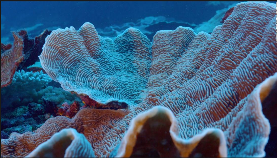 شعاب مرجانية يصل قطر بعضها إلى مترين وأكثر