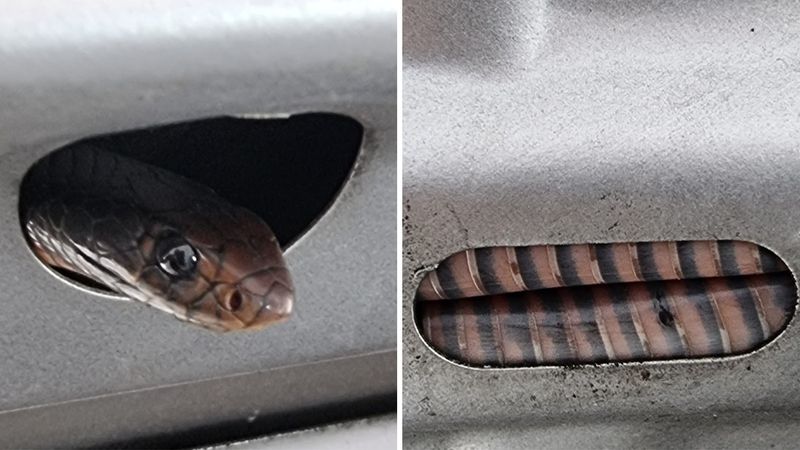 ظهور غير مرحب به لثعبان من غطاء محرك سيارة في سيدني في موسم الثعابين