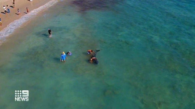 حوت مصاب يصل إلى شواطئ جنوب أستراليا ورواد الشاطئ يحاولون إنقاذه