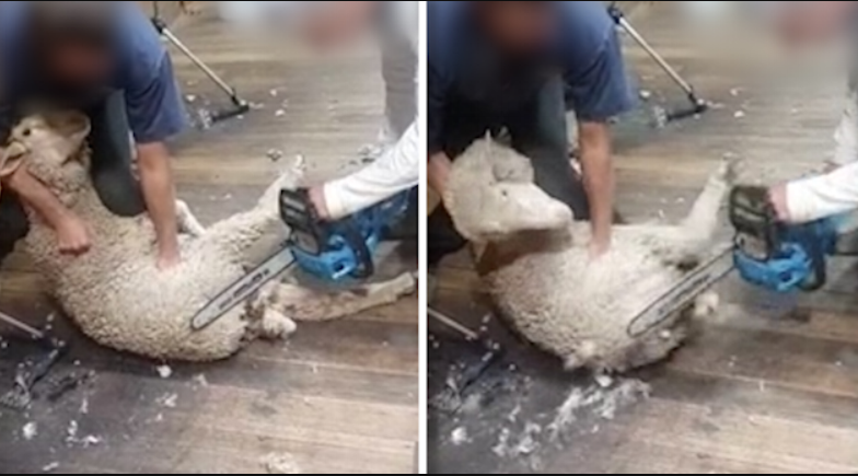 أشخاص في تسمانيا يقطعون خروفاً بالمنشار ما يسبّب ثورة لمناصري الرفق بالحيوان (فيديو)