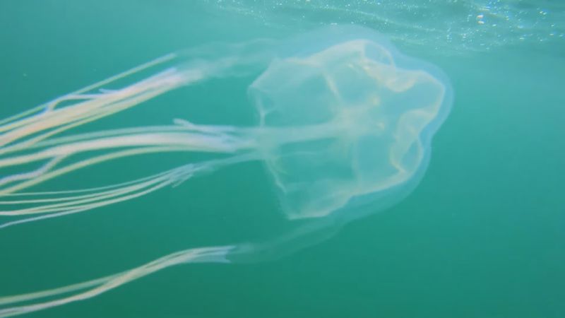 Sydney: A mysterious new species of killer jellyfish appears, which is classified as the "most dangerous"
