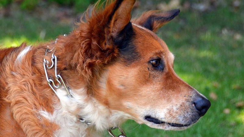 This type of dog collar is banned in Queensland.. here are the details