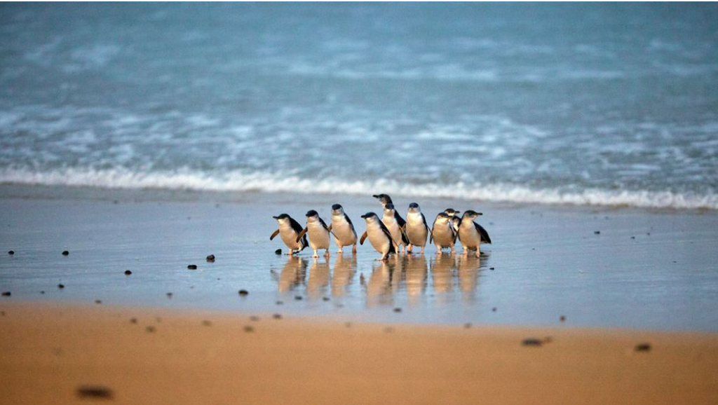 أعداد ضخمة من طيور البطريق الصغيرة تحتل شاطئ جزيرة فيليب في أكبر موسم تكاثر منذ 50 عاماً