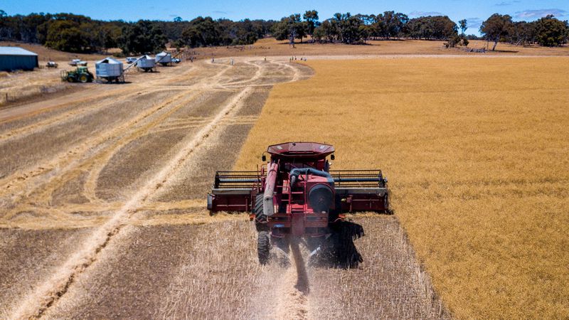 أستراليا ستنفذ من المحاصيل الزراعية والحبوب قريباً!.. إليك التفاصيل
