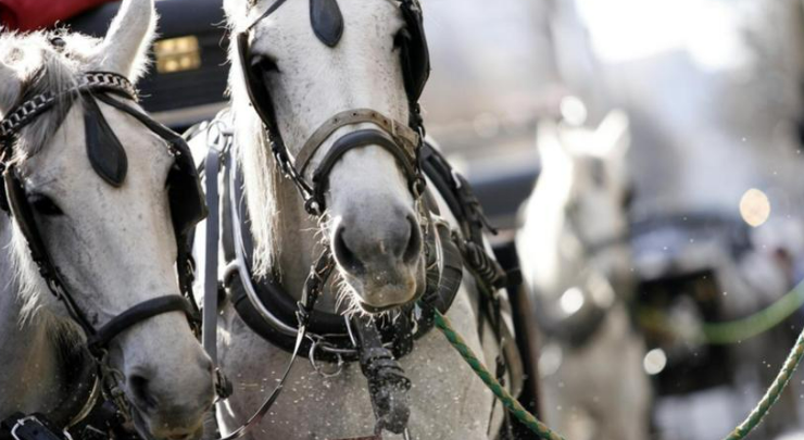 ملبورن تحظر عربات الخيول في منطقة الأعمال المركزية لخطرها على سلامة المارة