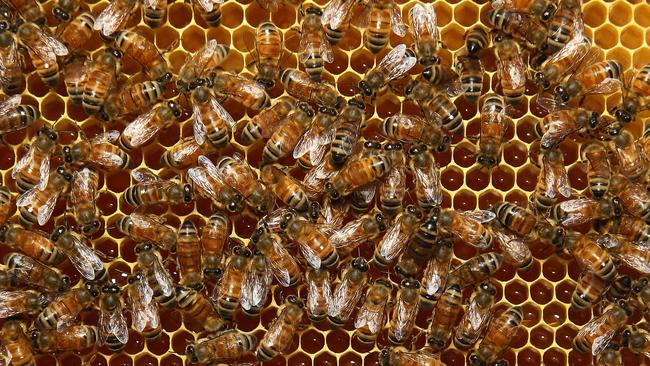 اكتشاف طفيلي يصيب النحل في ولاية أسترالية واحدة.. وصناعة العسل في خطر