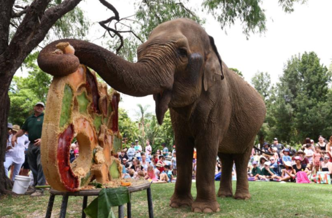 أستراليا تنعي أقدم فيلة في حدائقها وسط حزن كبير بين السكان