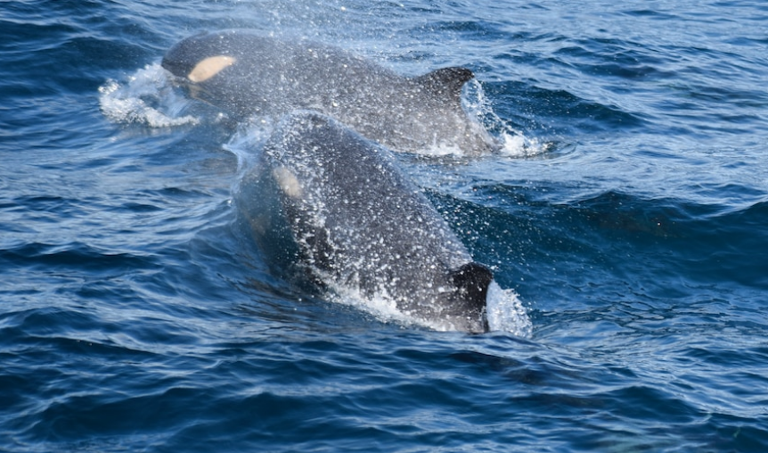 أستراليا عدد قياسي من الحيتان المفترسة من نوع نادر في المياه الإقليمية