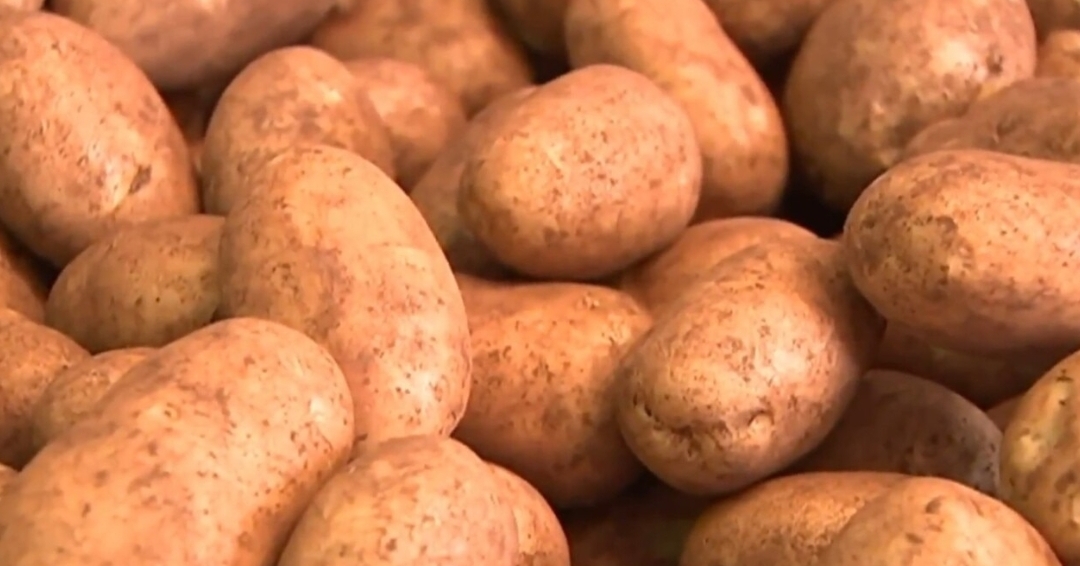 مزارعو أستراليا: تحذيرات من زيادة أسعار البطاطا بنسبة 30 في المئة