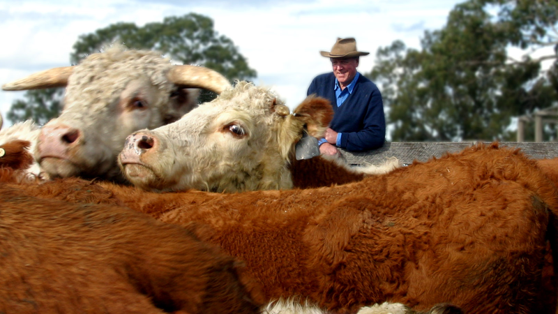 الحكومة تخطط للحصول على لقاح للحمى القلاعية لحماية الماشية الأسترالية