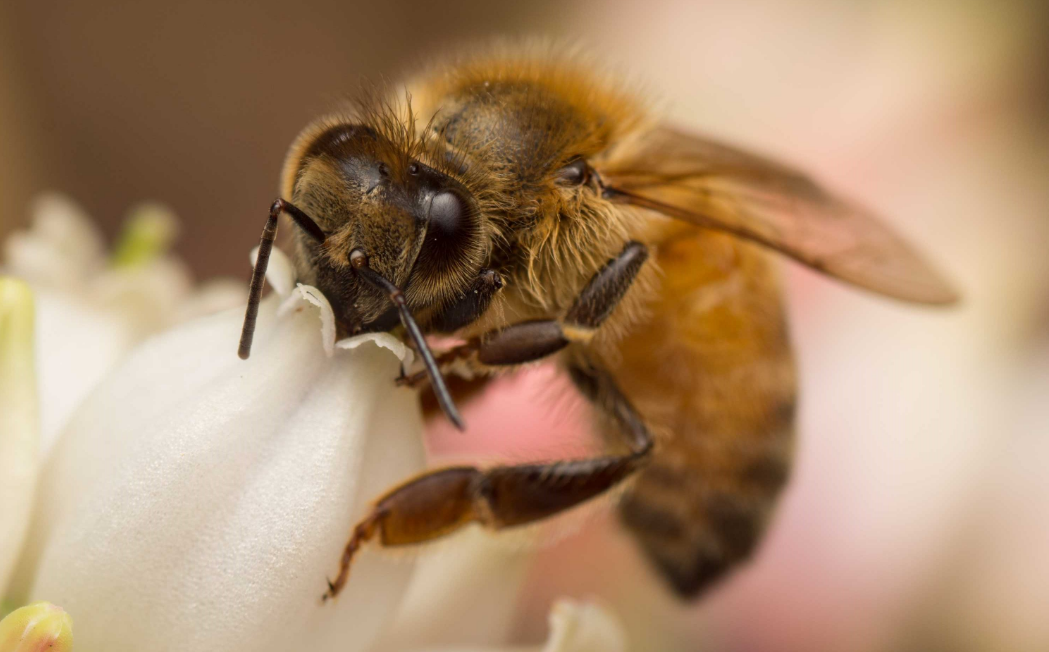 حسب التقاليد البريطانية.. إخبار خلايا النحل بوفاة الملكة ووضعها في حالة حداد
