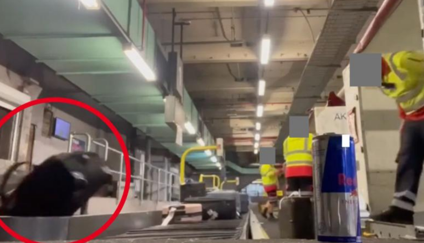 لقطات مزعجة لعمال Qantas يتقاذفون حقائب المسافرين بطريقة غير لائقة (فيديو)
