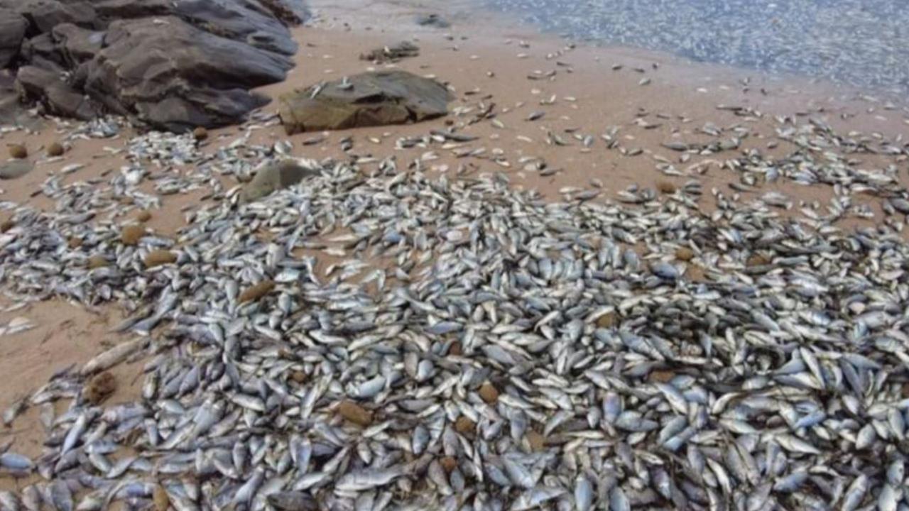 "أمر محزن للغاية" آلاف الأسماك الميتة على شاطئ سياحي شهير في جنوب أستراليا