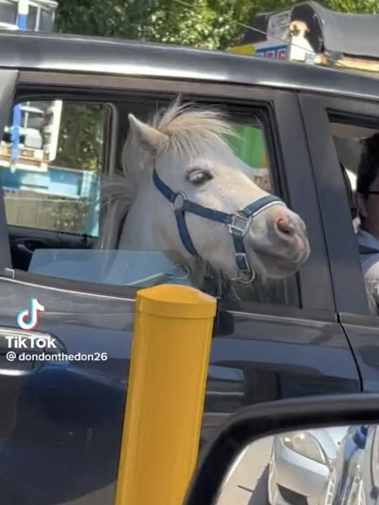 حصان صغير داخل سيارة على طريق ماكدونالدز بمشهد غريب في أستراليا