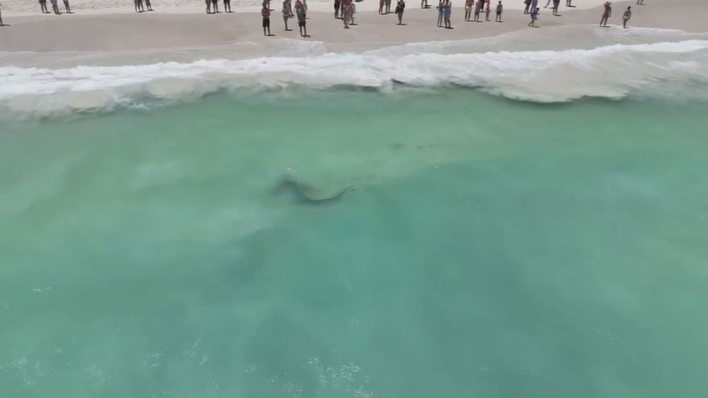 أسماك القرش على شواطئ الساحل الأسترالي وهذا هو السبب وراء ذلك