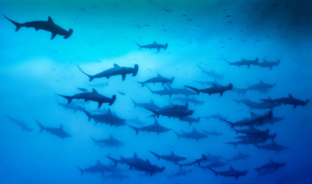 أسماك القرش والشعب المرجانية مهددة بالانقراض.. وما تأثير ذلك علينا
