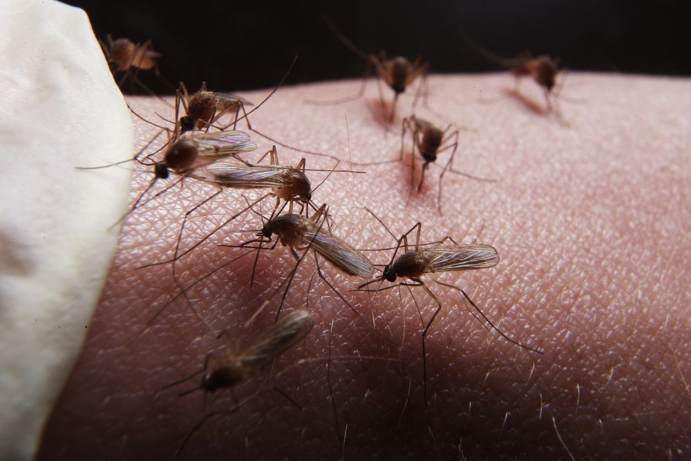 سكان كوينزلاند يعانون من الأمراض التي ينقلها البعوض